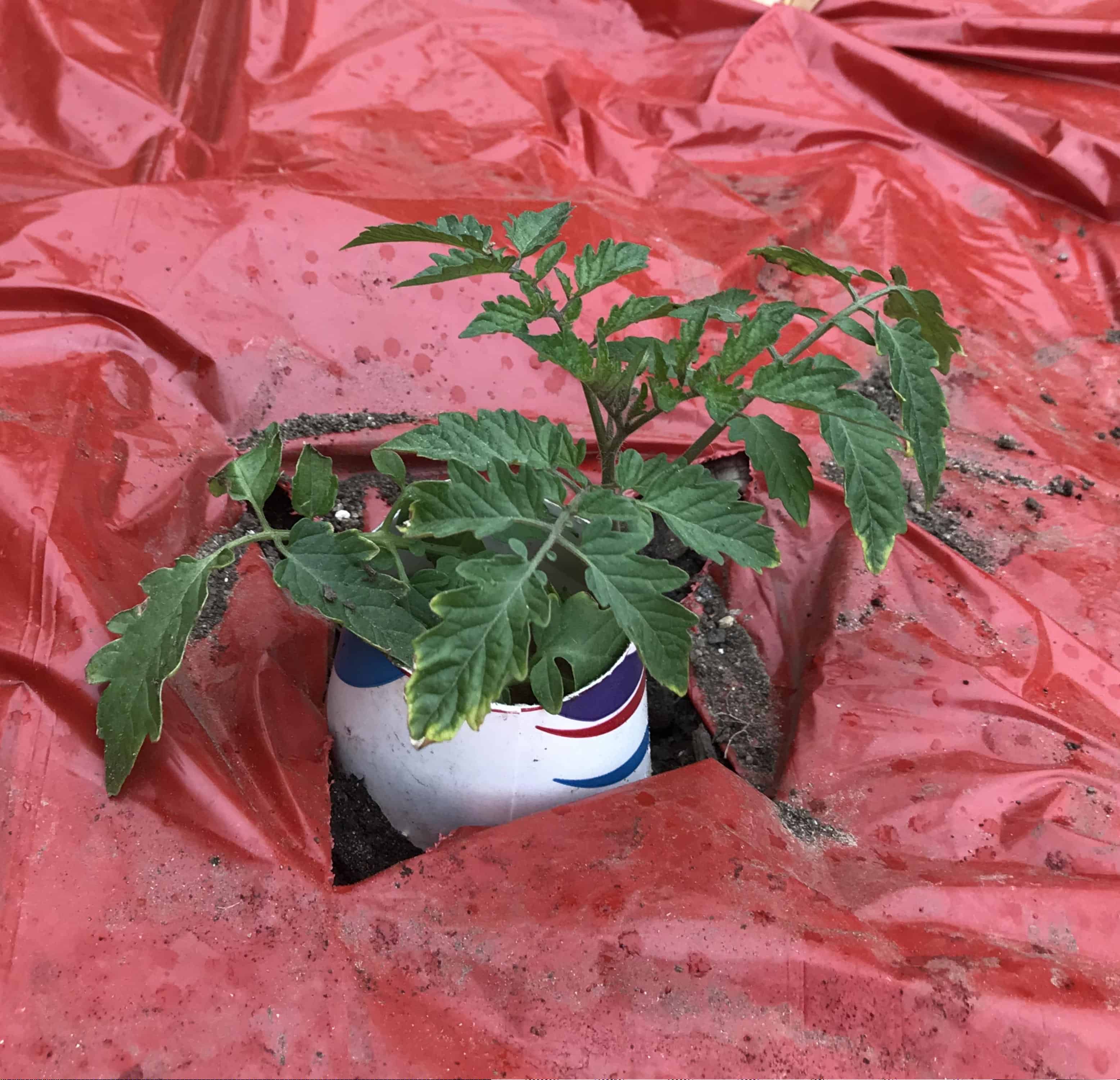 51 Seeds are the New Toilet Paper Gardening with a Madman